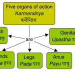 5-karmendriyas
