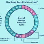 ovulation